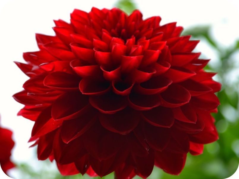 red-red-dahlia [1280x768]