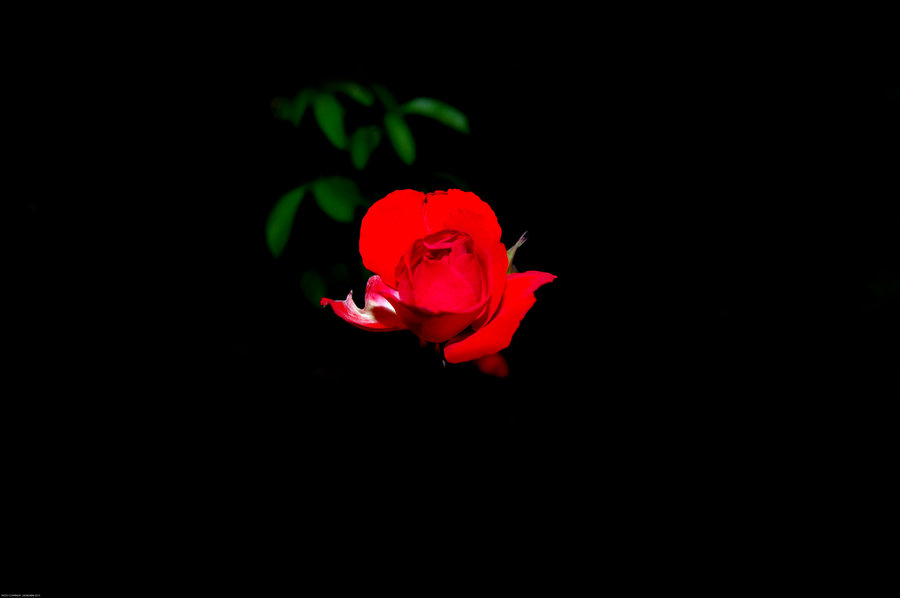 rose-nuit